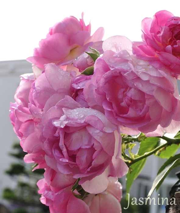 ｊｕｄｅの庭と薔薇のカヲリ