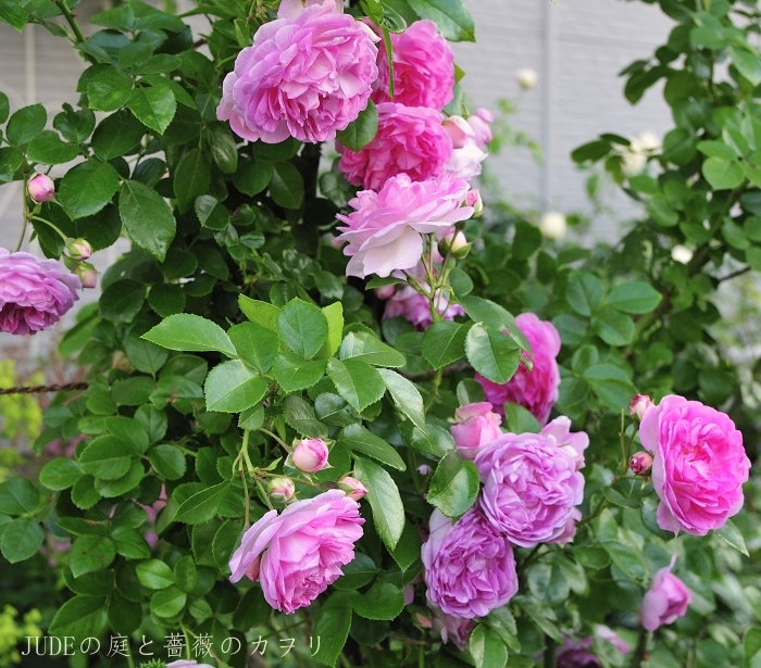 Jasmina2014(ジャスミーナ) : JUDEの庭と薔薇のカヲリ Jasmina2014(ジャスミーナ) : JUDEの庭と薔薇のカヲリ