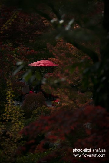 京都永観堂_c0137872_10291144.jpg