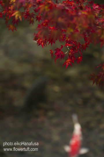 京都永観堂_c0137872_10334023.jpg