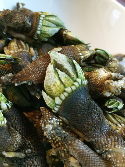 バーナクル またの名をガメラの手 グンジ家の食卓