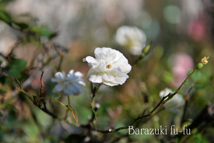 冬の庭に咲く花いろいろ_b0299185_12483877.jpg