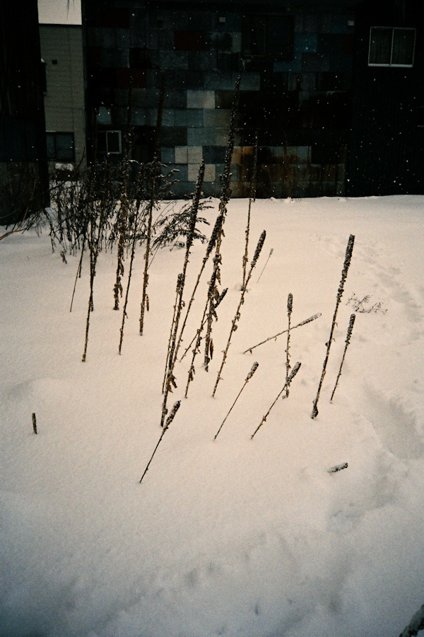 e0051186_17123284.jpg