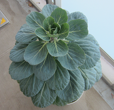 f0234590_935429.png