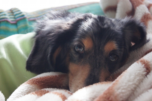 恐れていた事が ちくわ 犬でございます