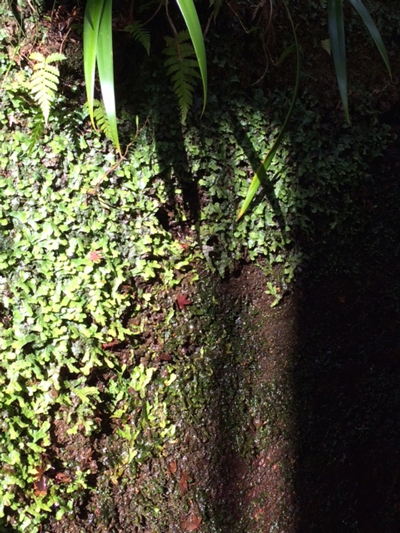 f0001895_8461416.jpg