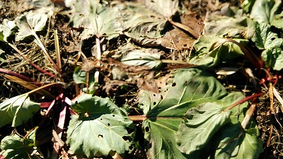 e0270403_163493.jpg