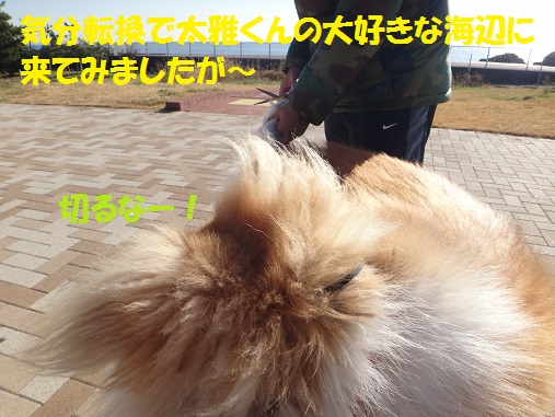 続・太雅くんのお尻尾が~(^_^;)_f0121712_1654313.jpg