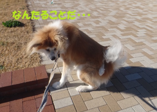 続・太雅くんのお尻尾が~(^_^;)_f0121712_1664716.jpg