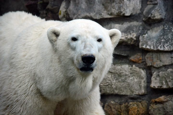 モスクワ動物園のムルマの2003年の繁殖挑戦を振り返る ～ 5月の交尾で出産に成功したムルマとララ_a0151913_002445.jpg