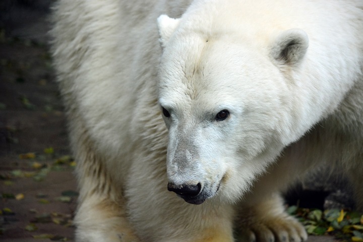 モスクワ動物園のムルマの2003年の繁殖挑戦を振り返る ～ 5月の交尾で出産に成功したムルマとララ_a0151913_021481.jpg