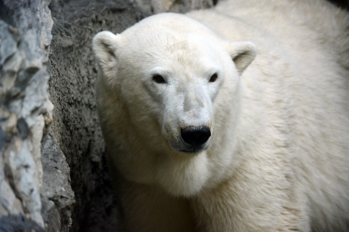 モスクワ動物園のムルマの2003年の繁殖挑戦を振り返る ～ 5月の交尾で出産に成功したムルマとララ_a0151913_031230.jpg