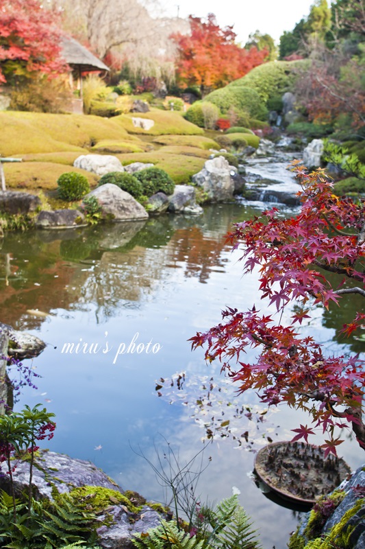 妙心寺 退蔵院より_c0037519_2391337.jpg