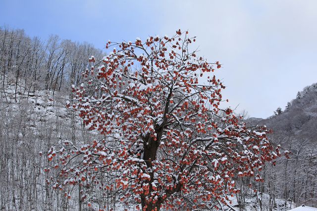 ♪　柿も雪化粧　♪_e0242721_15221143.jpg