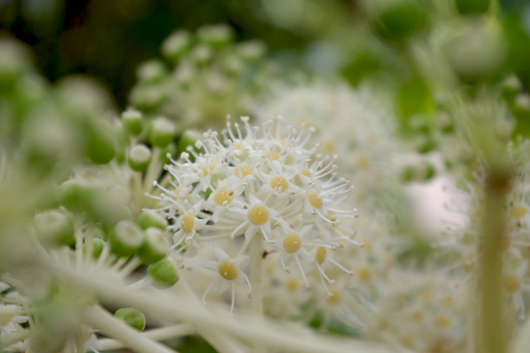 ◆花情報◆八手(やつで)の花が咲いています！_a0134734_14322525.jpg