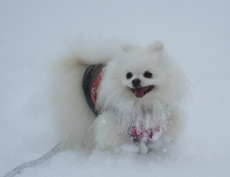 雪遊び~(1)_b0177436_12191153.jpg
