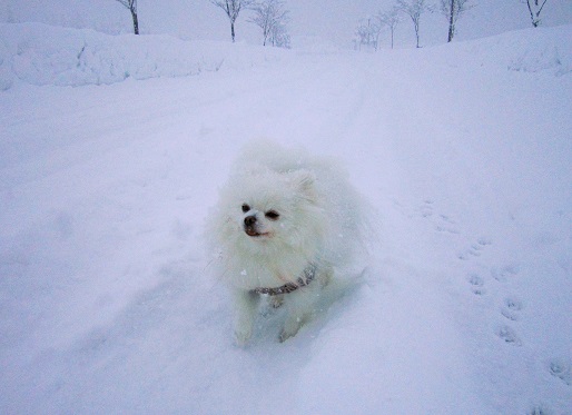 雪遊び~(1)_b0177436_12575795.jpg