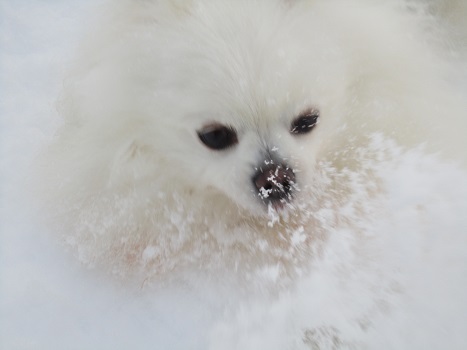 雪遊び~(1)_b0177436_1345227.jpg