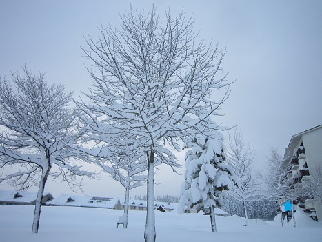 雪遊び~(1)_b0177436_16242.jpg
