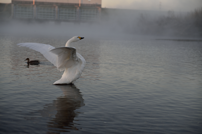 swan_a0269149_2219866.jpg