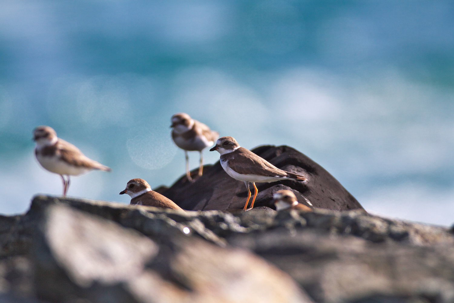 ミズカキチドリ　(Semipalmated Plover)_d0013455_1057351.jpg