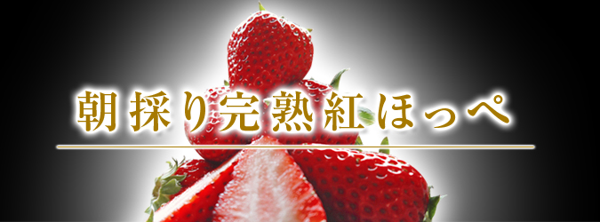 完熟紅ほっぺ 朝摘み完熟イチゴ!好評発売中!!_a0254656_17555087.jpg