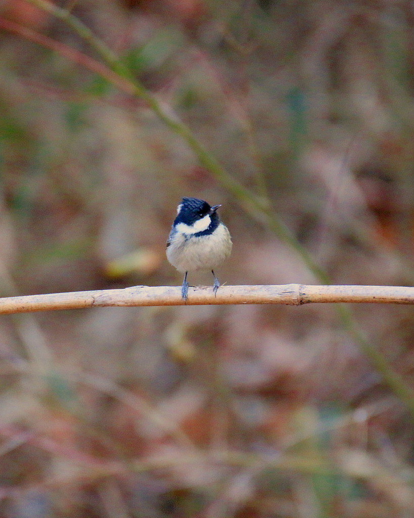 12/14　嶺公園の野鳥たち_c0305565_17313364.jpg