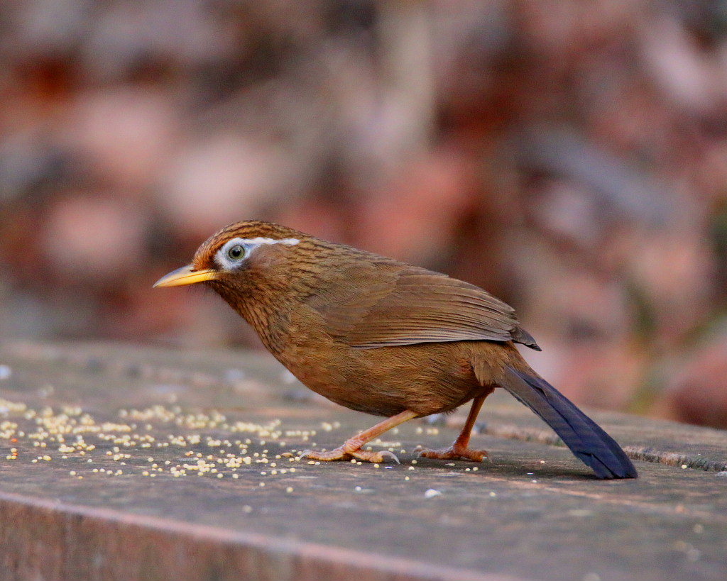 12/14　嶺公園の野鳥たち_c0305565_17323694.jpg