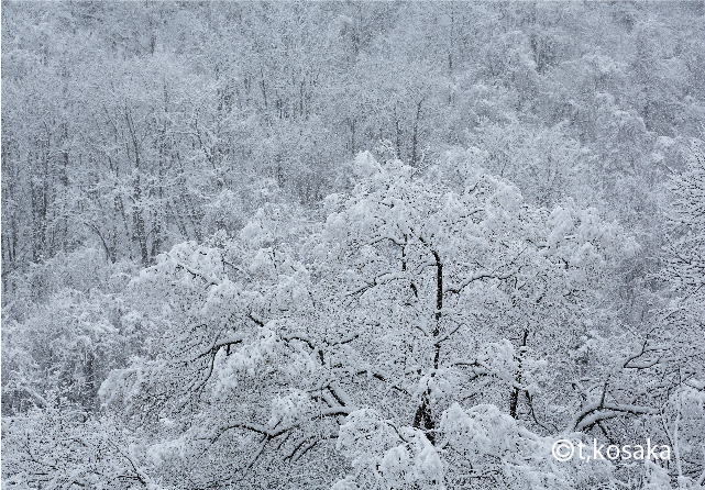 銀景色 : 「景真館」 心休まる四季の風景写真