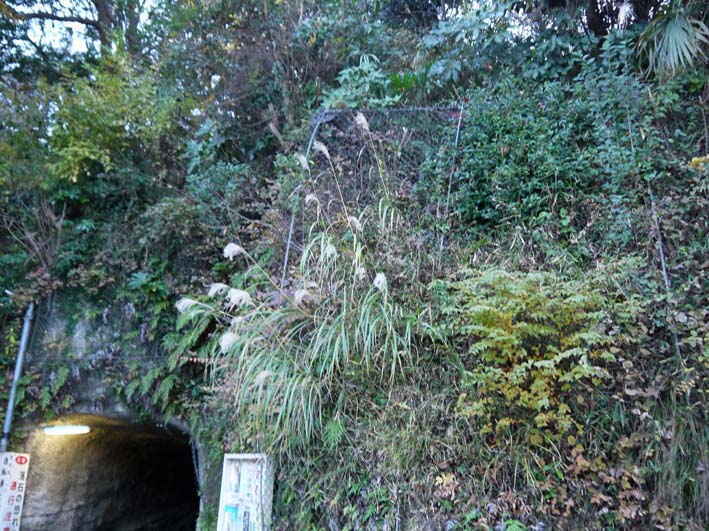 一報！緑の洞門の円覚寺側岩盤剥落：8・11_c0014967_19132068.jpg