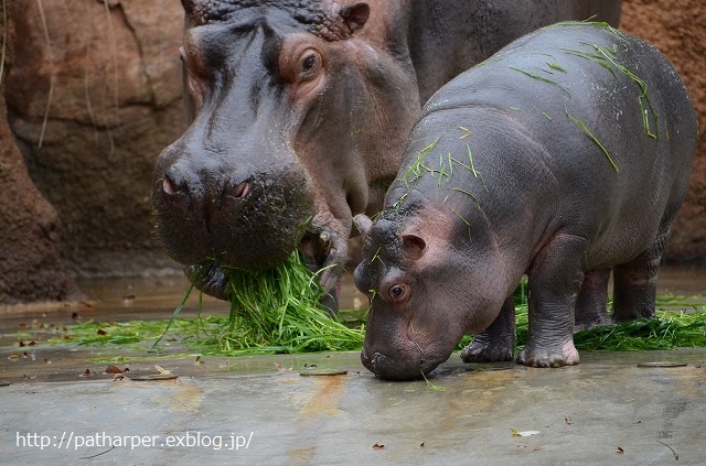 ２０１４年１２月　王子動物園　その１_a0052986_7294481.jpg