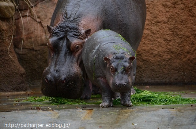 ２０１４年１２月　王子動物園　その１_a0052986_730319.jpg