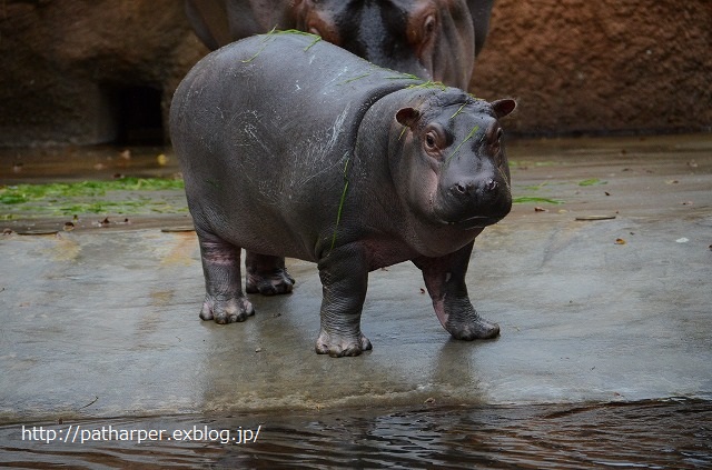 ２０１４年１２月　王子動物園　その１_a0052986_7314571.jpg