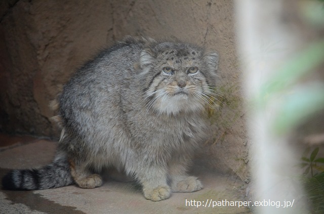 ２０１４年１２月　王子動物園　その１_a0052986_7383533.jpg