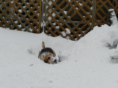 f0205887_21281089.gif