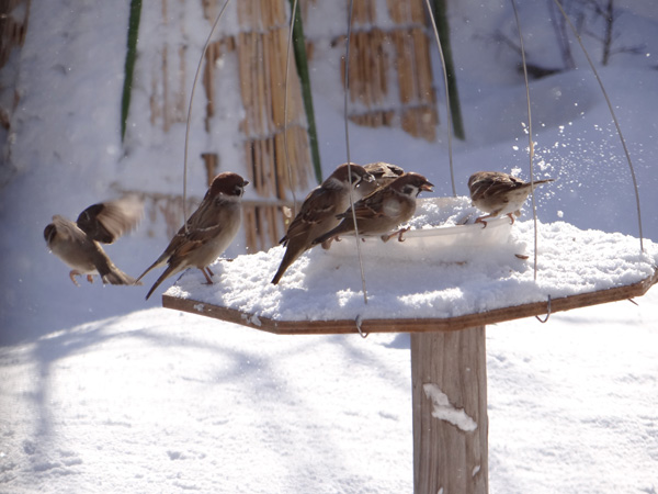 吹雪の合間の陽を受けて、冬らしくなってきた雀の餌台など♪_a0136293_1551596.jpg