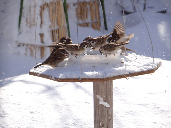 吹雪の合間の陽を受けて、冬らしくなってきた雀の餌台など♪_a0136293_15544870.jpg
