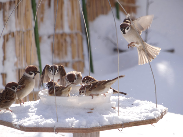 吹雪の合間の陽を受けて、冬らしくなってきた雀の餌台など♪_a0136293_15595461.jpg