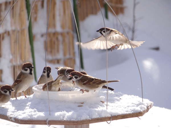 吹雪の合間の陽を受けて、冬らしくなってきた雀の餌台など♪_a0136293_1611892.jpg