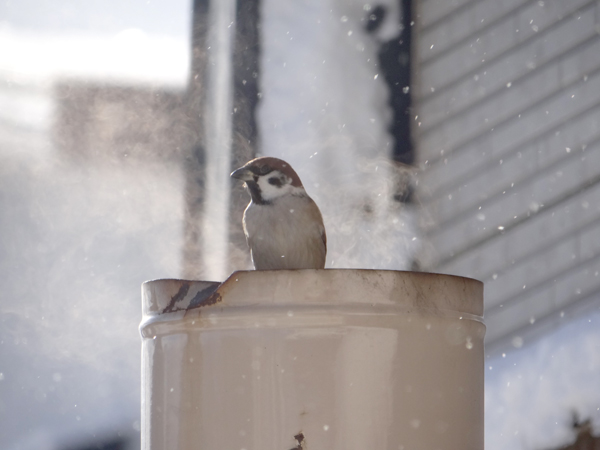 吹雪の合間の陽を受けて、冬らしくなってきた雀の餌台など♪_a0136293_1643138.jpg