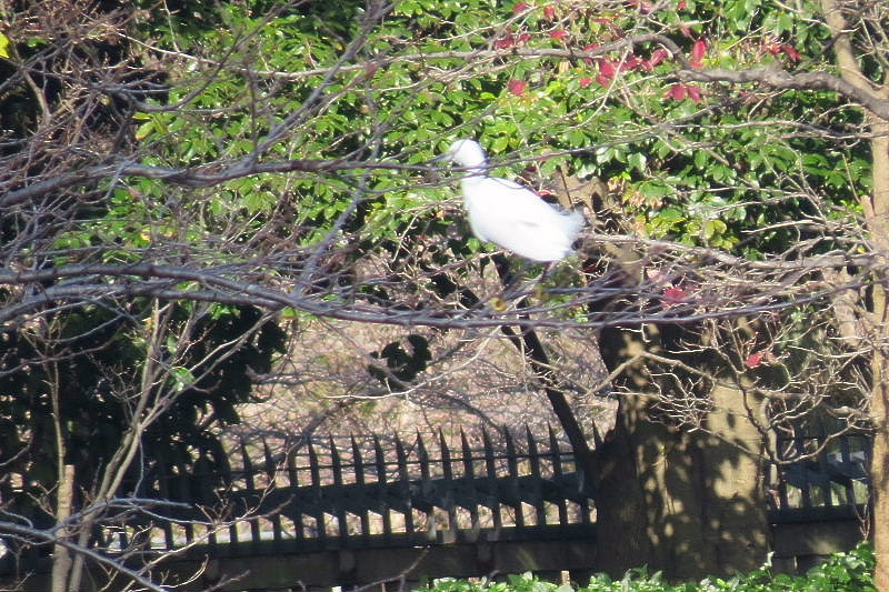 長居植物園＜コサギとバラ園＞_d0261298_632942.jpg