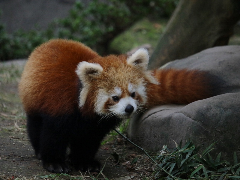 レッサーパンダ 鹿児島のレッサーパンダ : レサパン日和