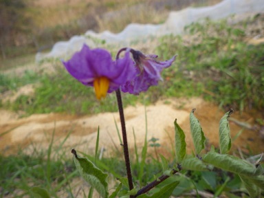 c0280206_1051669.jpg