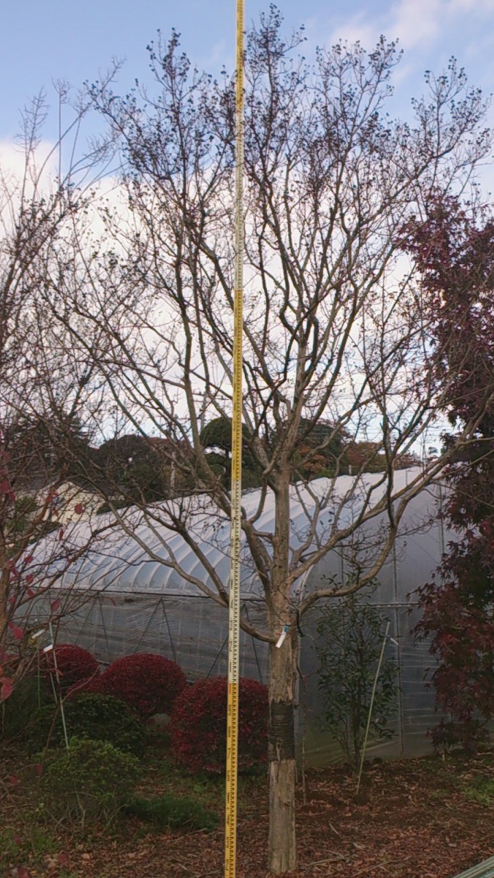 e0202109_1734353.jpg