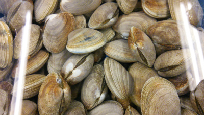 太刀魚のめんたい揚げ_f0157910_13581636.jpg