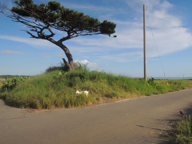 2014年6-7月石垣島+ちょこっと小浜島旅行⑩小浜島後編_a0254130_16153327.jpg