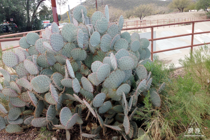 391 Tucson ~サボテンの王国~_c0211532_16175692.jpg