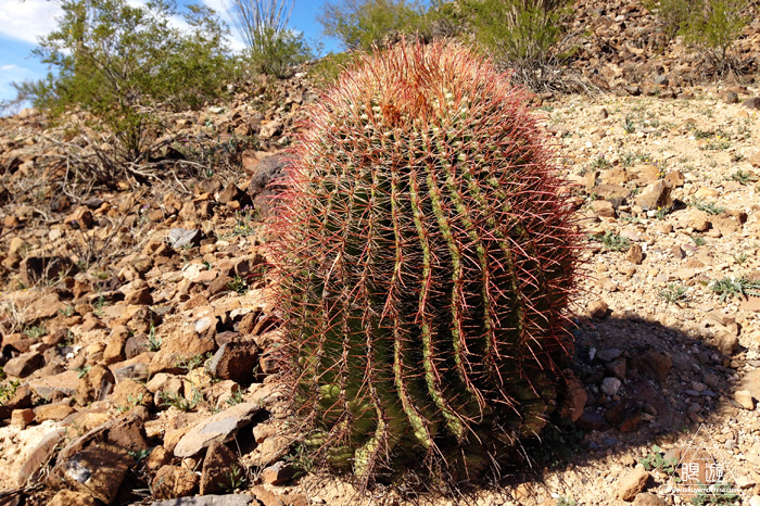 393 Tucson ~Tucsonの街~_c0211532_17491366.jpg
