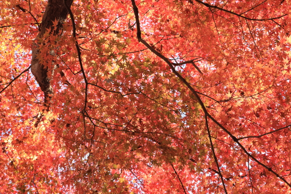 井の頭恩賜公園その２_f0229832_19241255.jpg