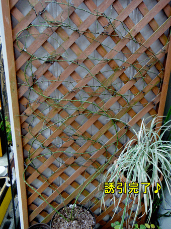 a0056140_17122881.gif